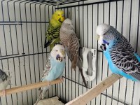 Show jumbo dişi muhabbet kuşları