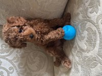 Toy poodle 2 aylık