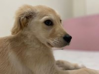 3 aylık golden retriever