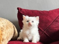 Beyaz mavi gözlü scottish fold bebekler