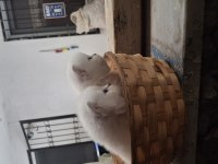 Safkan british longhair dişi erkek 1 buçuk aylık