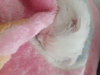 Yavru scottish fold kedimiz