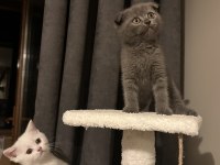 British shorthair ve scottish fold yavru kediler
