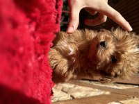 Micro Teacup Parmak çocuk orijinal Maltipoo