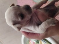 Şvava köpeği yavru