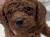 Red brown poodle yavrular