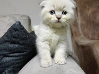 Scottish fold yavrularımız