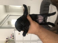 Safkan french bulldog