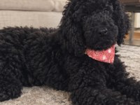 3 Aylık Dev Poodle (Royal Poodle)