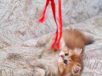 British longhair Golden