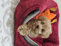 Maltipoo köpeğimiz kızımız