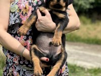 Rottweiler yavrularımız