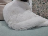 Sevim scottish fold kedimizi sahiplendiriyoruz