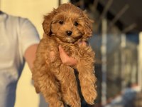 Petmode köpek çiftliğinde ziyarete açık kore maltipoo