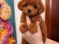Mini Boy Toy Poodle Köpekleri