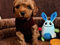 Minnacık toy boy poodle Kuzularım ev doğumlu