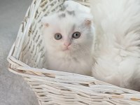 Veteriner kontrollü bebek kedilerimiz