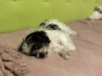 TOMBİK BAMBİK YENİ YUVA ARAYIŞINDA DİŞİ 8 AYLIK SHİH TZU