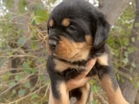A kalite Rottweiler Yavrular