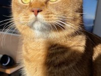 Acil british longhair kedimi çiftleştirmem gerekli