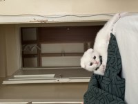 Beyaz Scottish Fold yavrum