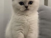 Mükemmel Kalitede British Shorthair Yavrularımız