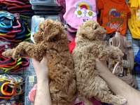 Maltipoo Dişi Erkek Bebekler