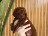 REFERANS YAVRU POODLE