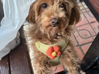 Güzel Poodle Yavrumuza Acil Yuva Aranıyor Uyguna