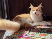 Geleceğin şampiyon adayı safkan şecereli maine coon