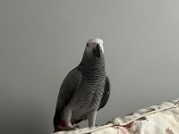 5 Yaşında Jako Papağanımız