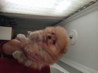 Kendi köpeklerimin pomeranian yavruları