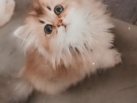 Full şecereli şampiyon ebeveynlere sahip british longhair