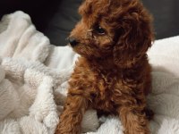 Toy poodle