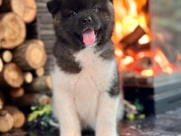 Akita İnu Yavruları Üst kalite