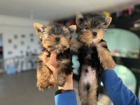Wc eğitimli tea cup yorkshire terrier