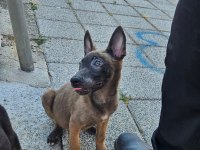 Belçika malinois