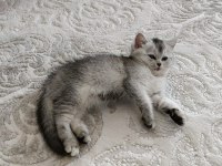 British shorthair silver renk