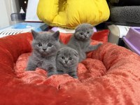 Sevimli scottish fold bebekler