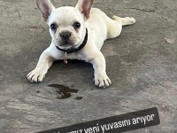 Kuyruksuz French Bulldog Anatomisi Süper