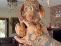 TEACUP RABBİT NADİR CHOCOLATE MERLE DACHSHUND YAVRU