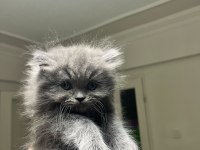 Duygularınızı değiştirecek chinchilla bebişlerim