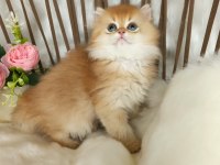 Safkan British Longhair Çikolata Golden Erkek Güzeli̇