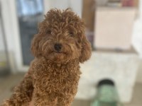 8 ay ve 1,5 yaş dişi toy poodle köpekler