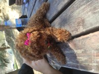 SHOW GÜZELLİKTE KORE POODLE KIZIM 800 GRAM
