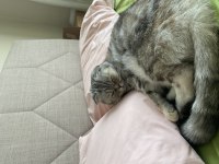 3 yaşında Scottish Fold