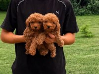 Toy Poodle Yavrular Aile Ortamında Büyüyen