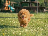ÜCRETSİZ SAHİPLENDİRME TOY POODLE YAVRULARI