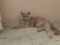 British Shorthair Dişi Erkek Çift