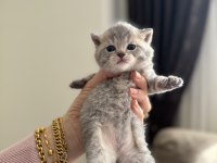 British shorthair beyaz silver ve blue yavrular